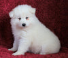 AKC Registered Samoyed For Sale Danville, OH Female- Angel