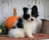 ACA Registered Pomeranian For Sale Millersburg, OH Female- Cindy