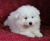AKC Registered Samoyed For Sale Danville, OH Male- Teddy