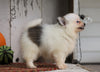 ACA Registered Pomeranian For Sale Millersburg, OH Female- Tiny