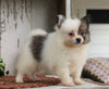 ACA Registered Pomeranian For Sale Millersburg, OH Female- Tiny