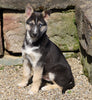 German Shepherd/ Siberian Husky For Sale Millersburg, OH Male- Spencer