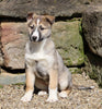 German Shepherd/ Siberian Husky For Sale Millersburg, OH Female- Brooke