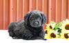 F1B Mini Labradoodle For Sale Fredericksburg, OH Female- Holly