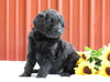 F1B Mini Labradoodle For Sale Fredericksburg, OH Female- Holly