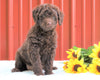 F1B Mini Labradoodle For Sale Fredericksburg, OH Female- Coco