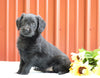 F1B Mini Labradoodle For Sale Fredericksburg, OH Female- Mia