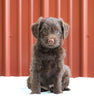 F1B Mini Labradoodle For Sale Fredericksburg, OH Male- Rover