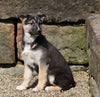 German Shepherd/ Siberian Husky For Sale Millersburg, OH Male- Winston