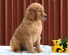 Standard Goldendoodle For Sale Fredericksburg, OH Male- Jax