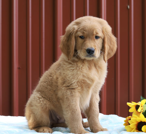 Standard Goldendoodle For Sale Fredericksburg, OH Male- Jax