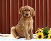 Standard Goldendoodle For Sale Fredericksburg OH, Female Jess