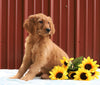 Standard Goldendoodle For Sale Fredericksburg OH, Female Jess