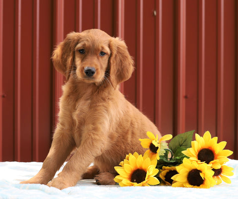 Standard Goldendoodle For Sale Fredericksburg OH, Female Jess