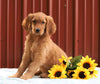 Standard Goldendoodle For Sale Fredericksburg OH, Female Jess