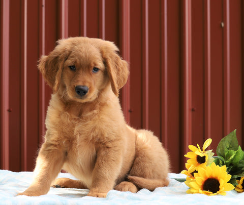 Standard Goldendoodle For Sale Fredericksburg, OH Male- Gus