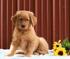Standard Goldendoodle For Sale Fredericksburg, OH Male- Gus