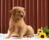 Standard Goldendoodle For Sale Fredericksburg, OH Male- Gus