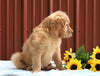 Standard Goldendoodle For Sale Fredericksburg, OH Male- Rex