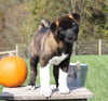 AKC Registered Akita For Sale Millersburg, OH Male- Garnet