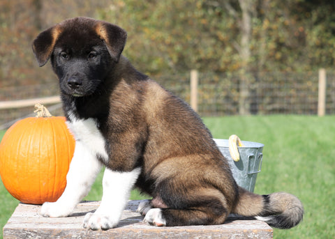 AKC Registered Akita For Sale Millersburg, OH Male- Garnet