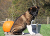AKC Registered Akita For Sale Millersburg, OH Male- Garnet
