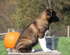 AKC Registered Akita For Sale Millersburg, OH Male- Garnet