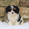 Cavachon Puppy For Sale Fredericksburg, OH Female- Sophie
