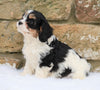 Cavachon Puppy For Sale Fredericksburg, OH Female- Sophie