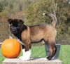 AKC Registered Akita For Sale Millersburg, OH Male- Lucky