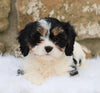 Cavachon Puppy For Sale Fredericksburg, OH Female- Sophie