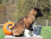AKC Registered Akita For Sale Millersburg, OH Male- Lucky