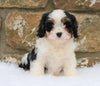 Cavachon Puppy For Sale Fredericksburg, OH Male- Ashton