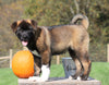 AKC Registered Akita For Sale Millersburg, OH Male- Smokey