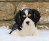 Cavachon Puppy For Sale Fredericksburg, OH Female- Hazey