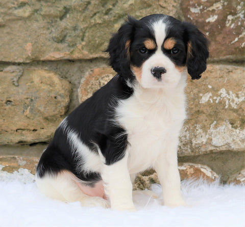 Cavachon Puppy For Sale Fredericksburg, OH Female- Hazey