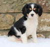 Cavachon Puppy For Sale Fredericksburg, OH Female- Hazey