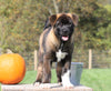 AKC Registered Akita For Sale Millersburg, OH Male- Smokey