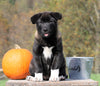 AKC Registered Akita For Sale Millersburg, OH Female- Luna