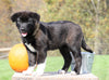 AKC Registered Akita For Sale Millersburg, OH Female- Luna