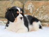 Cavachon Puppy For Sale Fredericksburg, OH Female- Hazey