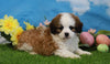 Shih- Poo For Sale Warsaw, OH Male- Teddy