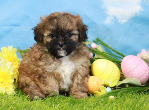 Shih- Poo For Sale Warsaw, OH Female- Paisley