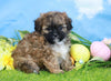 Shih- Poo For Sale Warsaw, OH Female- Paisley