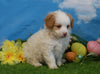 Shih- Poo For Sale Warsaw, OH Male- Shorty