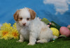 Shih- Poo For Sale Warsaw, OH Male- Shorty