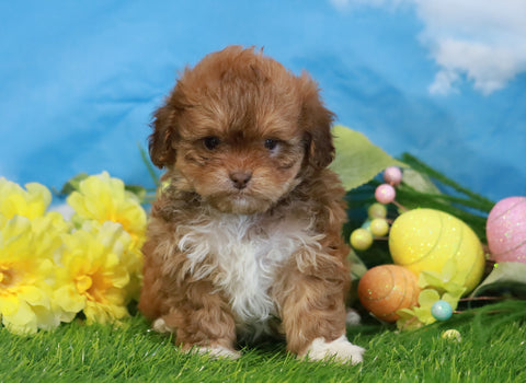 Shih- Poo For Sale Warsaw, OH Male- Simba