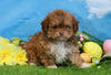 Shih- Poo For Sale Warsaw, OH Male- Simba