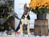 German Shepherd/ Siberian Husky Mix For Sale Millersburg, OH Female- Remy
