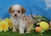 Shih- Poo For Sale Warsaw, OH Male- Ollie